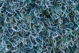 Green de Lux Blau